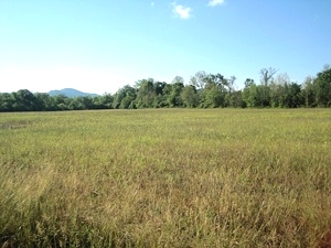 Sold! 20 ACRES + - You'll want to saddle right up when you see this 20 acre spread.  $39,500