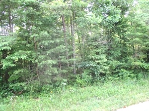 Sold! 43.52 +/- wooded acres located on Oak Ridge Church Rd.    $59,500
