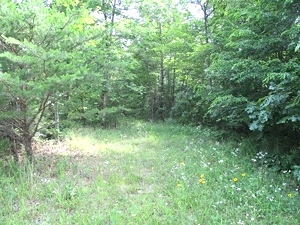 Sold! 43.52 +/- wooded acres located on Oak Ridge Church Rd.    $59,500