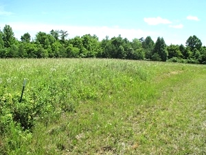 Sold!! Piney Grove, Williamsburg | Looking for a large farm or somewhere to build a subdivision?  90+/- contiguous acres $169,000