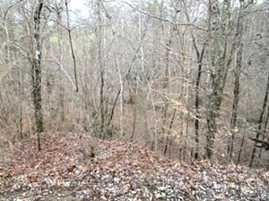 SOLD Walker Mill Dam Rd., Williamsburg, KY \ 35 acres +/- of wooded land bordering Jellico Ck.