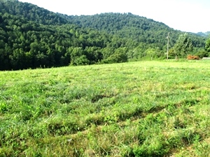 Sold! 1026 Brown’s Ck. Rd., Wmsbg  | 40 acres w/a nice house site, well and septic already on site. 