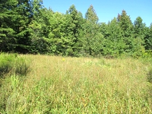 SOLD  27.436 surveyed acres on Ryan's Creek in Whitley County | Good hunting!