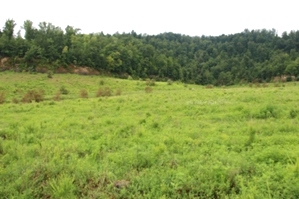 Rapier Hollow, Knox Co. | 183.72 surveyed acres in Knox Co..with great potential as a hunting and recreation property