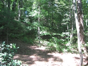 SOLD! HWY 1804, WMSBG WANT TO GO OFF THE GRID? CHECK OUT THIS 14 ACRES +/-: PARTIALLY FINISHED CABIN INCLUDED